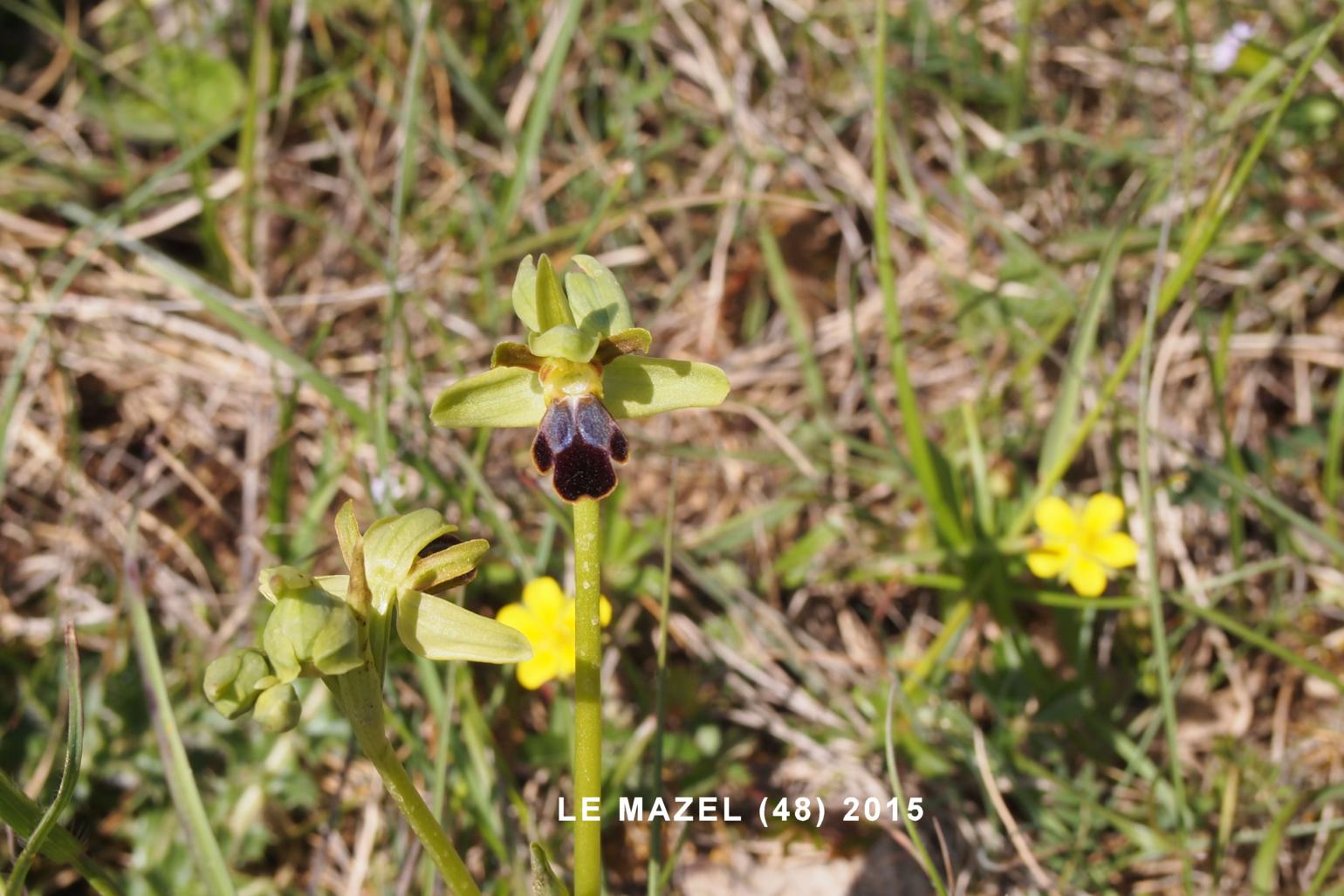 Ophrys, Furrowed
